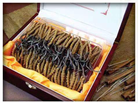 长沙冬虫夏草回收